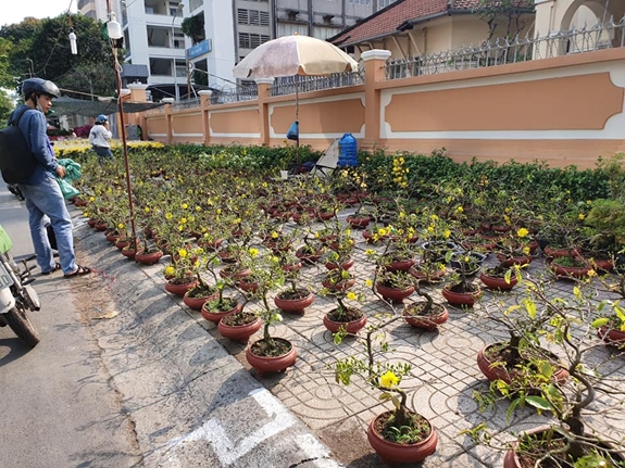 Nguồn cung hoa phong phú về chủng loại, đáp ứng mọi nhu cầu của khách. Những người trẻ, sống ở nhà trọ hoặc chung cư thường lựa chọn các chậu mai nhỏ, vừa túi tiền.